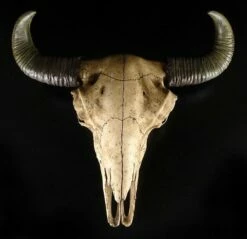 Büffelschädel -FIGUREN Verkäufe 4801 1 bueffelschaedel 1 1280x1280