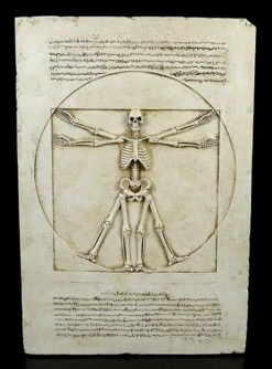 Wandrelief - Vitruvianisches Skelett
