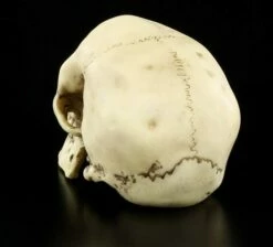 Totenkopf - Menschen Schädel -FIGUREN Verkäufe 8588 2 menschen schaedel 2 1280x1280