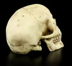 Totenkopf - Menschen Schädel -FIGUREN Verkäufe 8588 3 menschen schaedel 3 1280x1280