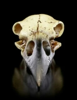 Alchemy Rabenschädel - Klein 8 Alchemy Rabenschädel - Klein -FIGUREN Verkäufe Alchemy Rabenschaedel Klein 1 1280x1280