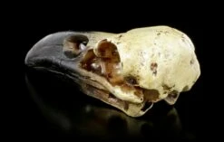 Alchemy Rabenschädel - Klein 10 Alchemy Rabenschädel - Klein -FIGUREN Verkäufe Alchemy Rabenschaedel Klein 3 1280x1280