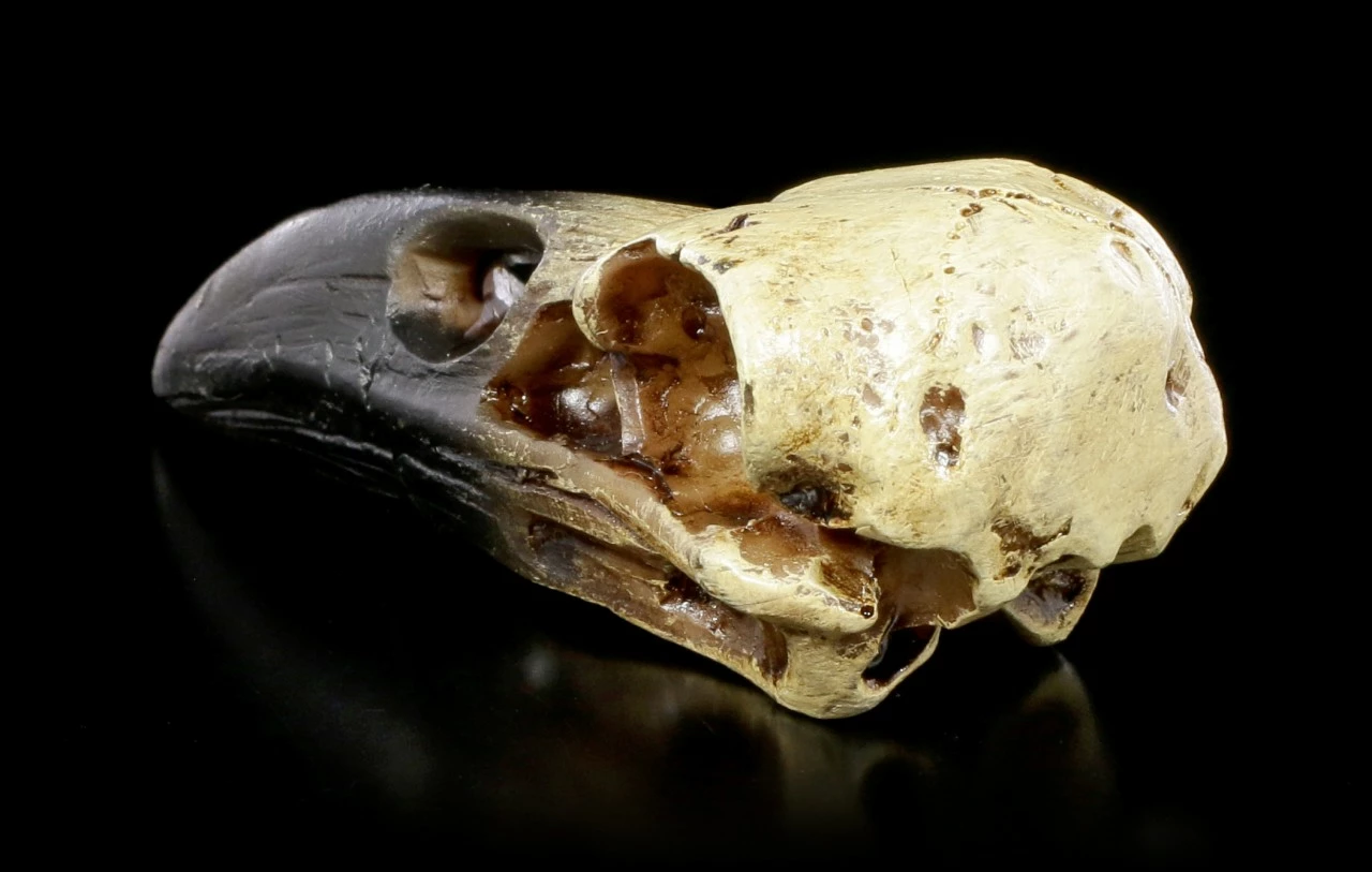 Alchemy Rabenschädel - Klein 6 Alchemy Rabenschädel - Klein – Bild 4