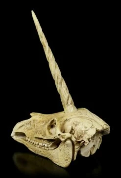 Einhorn Totenkopf 11 Einhorn Totenkopf -FIGUREN Verkäufe Einhorn Totenkopf 3 1280x1280