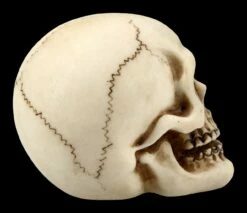 Menschlicher Totenkopf Mit Unterkiefer - Klein -FIGUREN Verkäufe FS21151 Menschlicher Totenkopf mit Unterkiefer klein 8 1280x1280