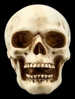 Menschlicher Totenkopf Mit Unterkiefer - Mittel 8 Menschlicher Totenkopf Mit Unterkiefer - Mittel -FIGUREN Verkäufe FS21152 Menschlicher Totenkopf mit Unterkiefer mittel 2 1280x1280