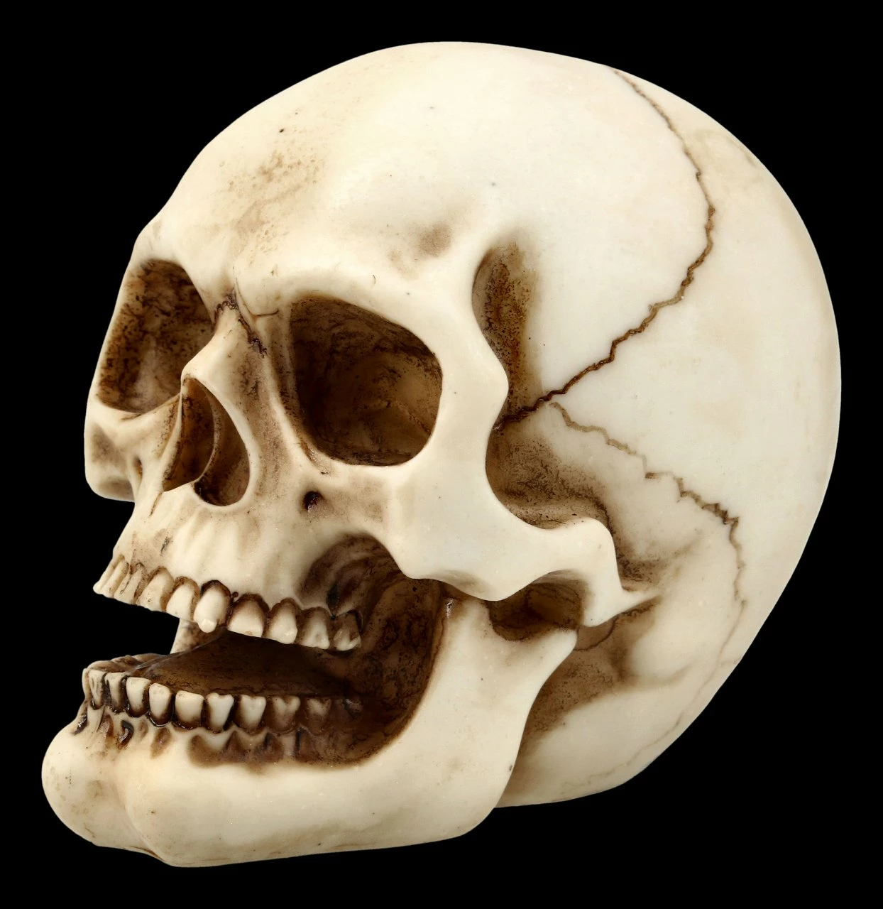 Menschlicher Totenkopf Mit Unterkiefer - Mittel 5 Menschlicher Totenkopf Mit Unterkiefer - Mittel – Bild 3