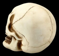 Menschlicher Totenkopf Mit Unterkiefer - Mittel 10 Menschlicher Totenkopf Mit Unterkiefer - Mittel -FIGUREN Verkäufe FS21152 Menschlicher Totenkopf mit Unterkiefer mittel 5 1280x1280