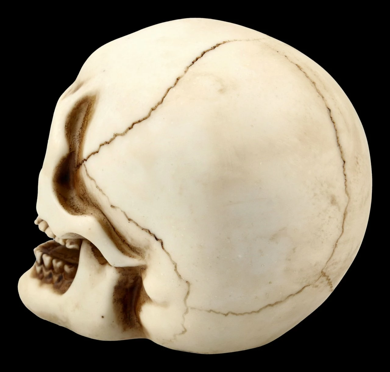 Menschlicher Totenkopf Mit Unterkiefer - Mittel 6 Menschlicher Totenkopf Mit Unterkiefer - Mittel – Bild 4