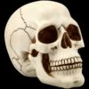 Menschlicher Totenkopf Mit Unterkiefer - Groß -FIGUREN Verkäufe FS21153 Menschlicher Totenkopf mit Unterkiefer gross 1 1280x1280