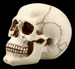 Menschlicher Totenkopf Mit Unterkiefer - Groß -FIGUREN Verkäufe FS21153 Menschlicher Totenkopf mit Unterkiefer gross 3 1280x1280