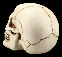 Menschlicher Totenkopf Mit Unterkiefer - Groß -FIGUREN Verkäufe FS21153 Menschlicher Totenkopf mit Unterkiefer gross 5 1280x1280