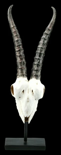 Antilopen Totenkopf Auf Metall Ständer -FIGUREN Verkäufe FS21255 Antilopen Totenkopf auf Metall Staender kurze Hoerner 2 1280x1280