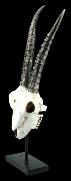 Antilopen Totenkopf Auf Metall Ständer -FIGUREN Verkäufe FS21255 Antilopen Totenkopf auf Metall Staender kurze Hoerner 3 1280x1280