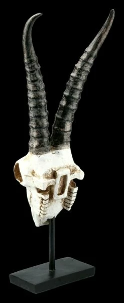Antilopen Totenkopf Auf Metall Ständer -FIGUREN Verkäufe FS21255 Antilopen Totenkopf auf Metall Staender kurze Hoerner 5 1280x1280