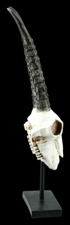 Antilopen Totenkopf Auf Metall Ständer -FIGUREN Verkäufe FS21255 Antilopen Totenkopf auf Metall Staender kurze Hoerner 8 1280x1280
