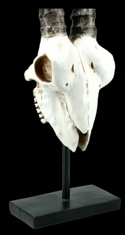 Antilopen Totenkopf Auf Metall Ständer -FIGUREN Verkäufe FS21255 Antilopen Totenkopf auf Metall Staender kurze Hoerner 9 1280x1280