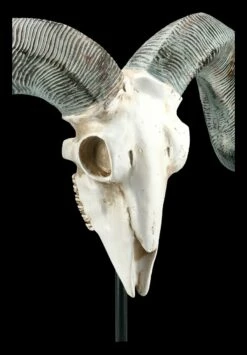 Widder Totenkopf Auf Metall Ständer -FIGUREN Verkäufe FS21256 Widder Totenkopf auf Metall Staender 8 1280x1280