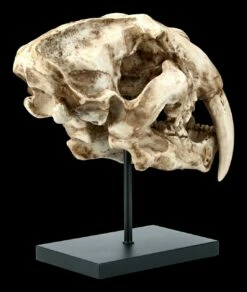 Säbelzahntiger Totenkopf Auf Metall Ständer -FIGUREN Verkäufe FS21619 Saebelzahntiger Totenkopf auf Metall Staender 5 1280x1280
