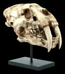 Säbelzahntiger Totenkopf Auf Metall Ständer -FIGUREN Verkäufe FS21619 Saebelzahntiger Totenkopf auf Metall Staender 7 1280x1280