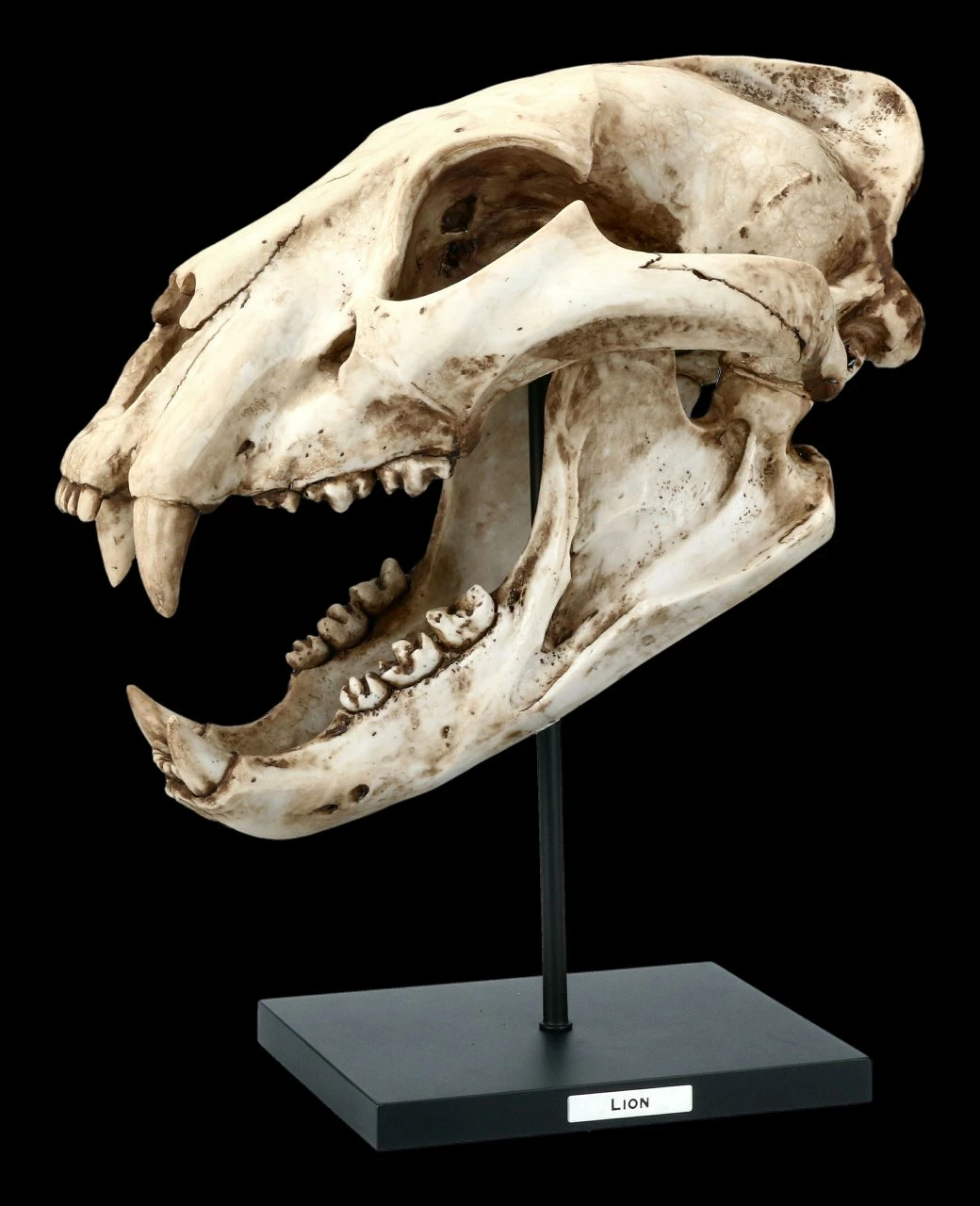 Löwen Totenkopf Auf Metall Ständer 3 Löwen Totenkopf Auf Metall Ständer