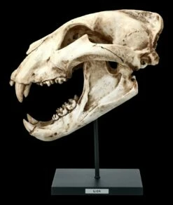 Löwen Totenkopf Auf Metall Ständer 10 Löwen Totenkopf Auf Metall Ständer -FIGUREN Verkäufe FS21620 Loewen Totenkopf auf Metall Staender 1 1280x1280