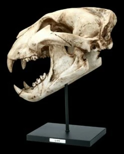 Löwen Totenkopf Auf Metall Ständer 11 Löwen Totenkopf Auf Metall Ständer -FIGUREN Verkäufe FS21620 Loewen Totenkopf auf Metall Staender 2 1280x1280