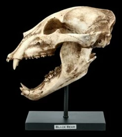 Schwarzbär Totenkopf Auf Metall Ständer -FIGUREN Verkäufe FS21621 Schwarzbaer Totenkopf auf Metall Staender 1 1280x1280