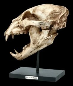 Schwarzbär Totenkopf Auf Metall Ständer -FIGUREN Verkäufe FS21621 Schwarzbaer Totenkopf auf Metall Staender 2 1280x1280