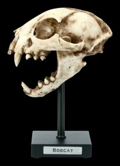 Rotluchs Totenkopf Auf Metall Ständer -FIGUREN Verkäufe FS21622 Rotluchs Totenkopf auf Metall Staender 1 1280x1280