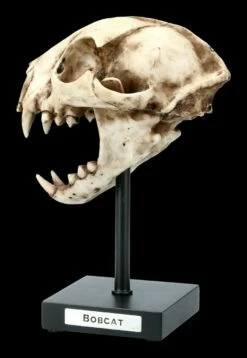 Rotluchs Totenkopf Auf Metall Ständer -FIGUREN Verkäufe FS21622 Rotluchs Totenkopf auf Metall Staender 2 1280x1280