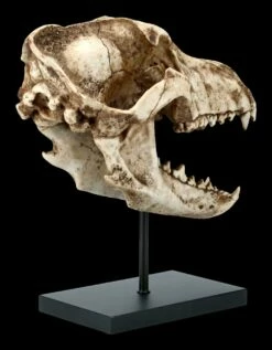 Hund Canis Dirus Totenkopf Auf Metall Ständer -FIGUREN Verkäufe FS21623 Hund Wolf Totenkopf auf Metall Staender Canis Dirus 5 1280x1280