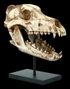 Hund Canis Dirus Totenkopf Auf Metall Ständer -FIGUREN Verkäufe FS21623 Hund Wolf Totenkopf auf Metall Staender Canis Dirus 7 1280x1280