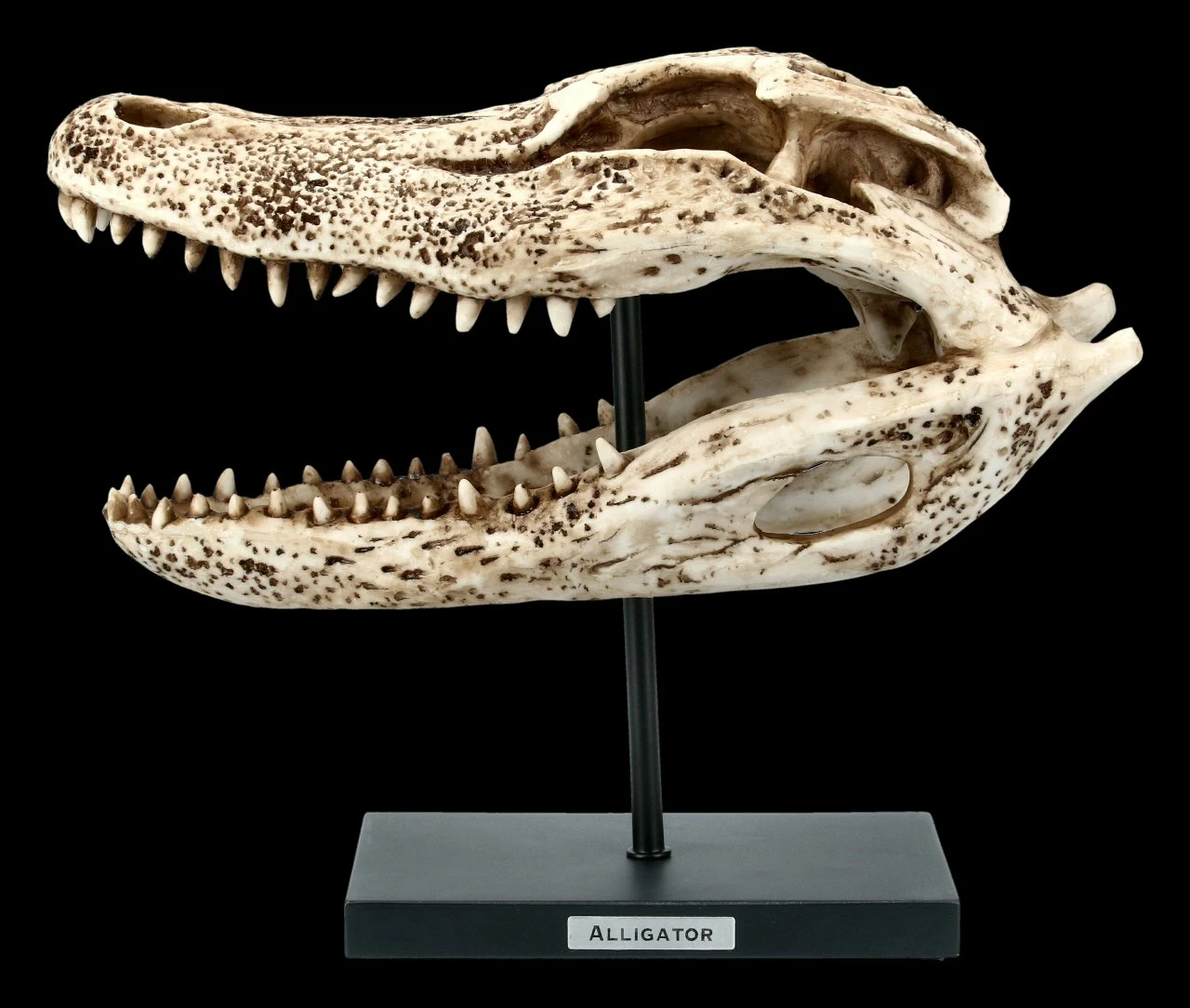 Alligator Totenkopf Auf Metall Ständer 5 Alligator Totenkopf Auf Metall Ständer – Bild 3