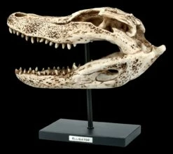 Alligator Totenkopf Auf Metall Ständer 11 Alligator Totenkopf Auf Metall Ständer -FIGUREN Verkäufe FS21624 Alligator Totenkopf auf Metall Staender 2 1280x1280