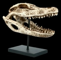 Alligator Totenkopf Auf Metall Ständer 13 Alligator Totenkopf Auf Metall Ständer -FIGUREN Verkäufe FS21624 Alligator Totenkopf auf Metall Staender 7 1280x1280