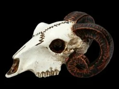 Alchemy Widderschädel - Klein -FIGUREN Verkäufe FS21894 Alchemy Widderschaedel klein 4 1280x1280