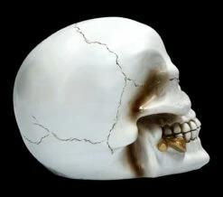 Weißer Totenkopf Mit Rose - Floral Fate -FIGUREN Verkäufe FS22277 Weisser Totenkopf mit Rose Floral Fate 8 1280x1280