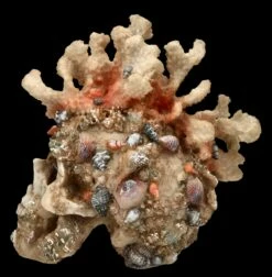 Totenkopf Figur Mit Korallen Bewachsen 12 Totenkopf Figur Mit Korallen Bewachsen -FIGUREN Verkäufe FS24902 Totenkopf Figur mit Korallen bewachsen 4 1280x1280