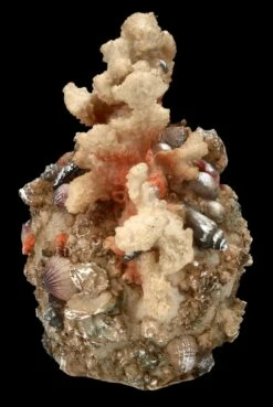 Totenkopf Figur Mit Korallen Bewachsen 13 Totenkopf Figur Mit Korallen Bewachsen -FIGUREN Verkäufe FS24902 Totenkopf Figur mit Korallen bewachsen 6 1280x1280