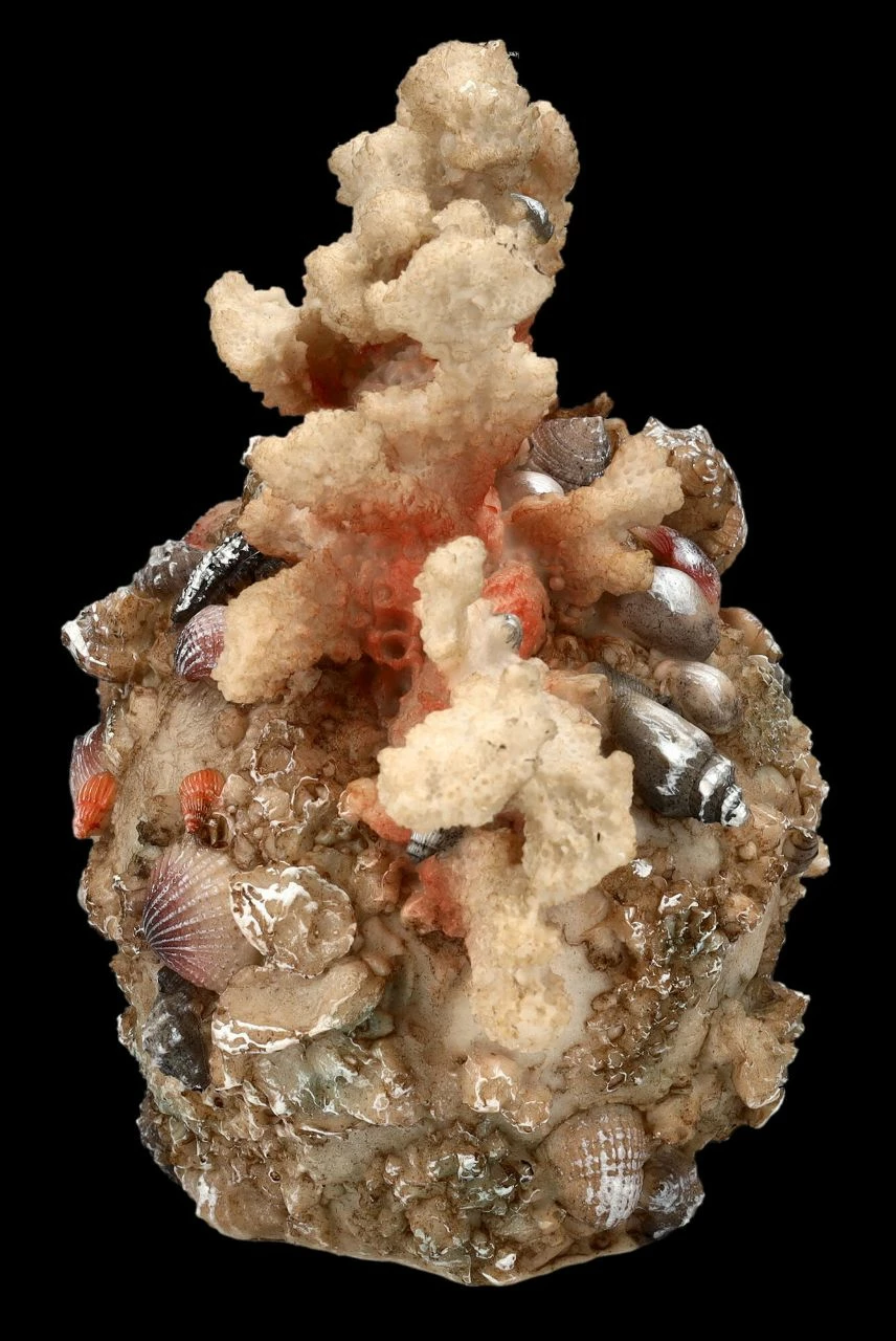 Totenkopf Figur Mit Korallen Bewachsen 7 Totenkopf Figur Mit Korallen Bewachsen – Bild 5