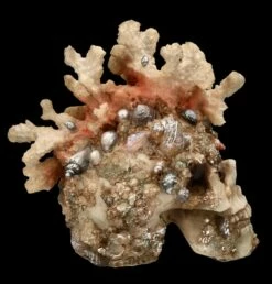 Totenkopf Figur Mit Korallen Bewachsen 14 Totenkopf Figur Mit Korallen Bewachsen -FIGUREN Verkäufe FS24902 Totenkopf Figur mit Korallen bewachsen 8 1280x1280