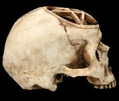 Totenkopf Figur - Ritualschädel Mit Pentagramm -FIGUREN Verkäufe FS26417 Totenkopf Figur Ritualsch del mit Pentagramm 8 1280x1280