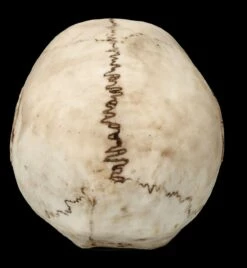 Totenkopf Figur - Horror Clown -FIGUREN Verkäufe FS26520 Totenkopf Figur Horror Clown 6 1280x1280