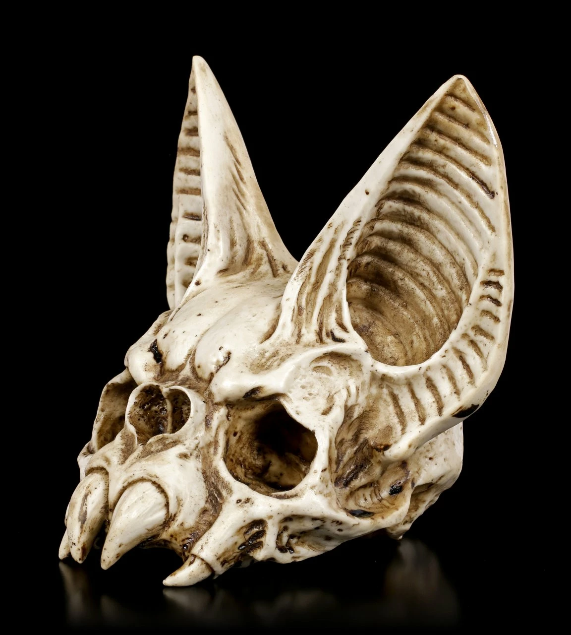 Fledermaus Totenkopf - Vespertilio 5 Fledermaus Totenkopf - Vespertilio – Bild 3