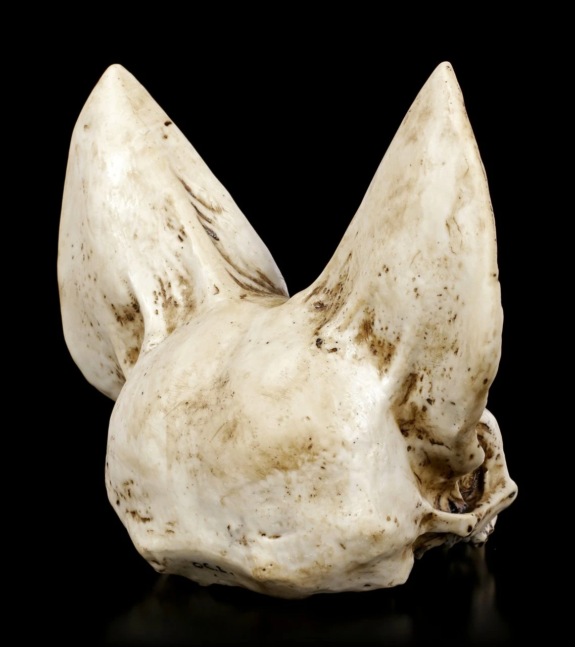 Fledermaus Totenkopf - Vespertilio 8 Fledermaus Totenkopf - Vespertilio – Bild 6