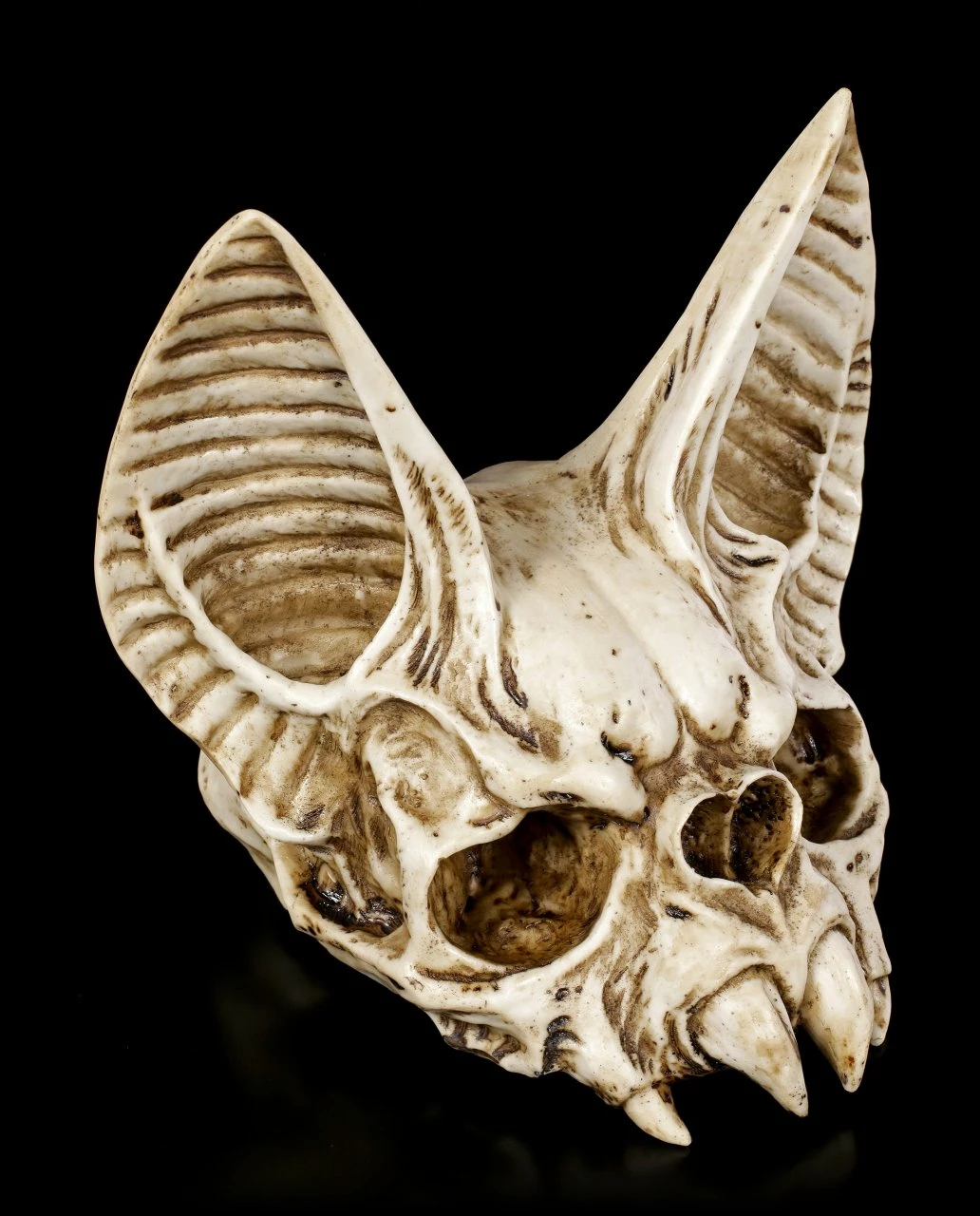 Fledermaus Totenkopf - Vespertilio 6 Fledermaus Totenkopf - Vespertilio – Bild 4