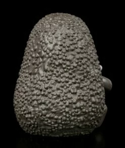 Furry Bones Figur - Hass Avocado 11 Furry Bones Figur - Hass Avocado -FIGUREN Verkäufe Furry Bones Figur Hass Avocado 4 1280x1280