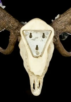 NEMESIS NOW Wandrelief Geweih - Antlers Of Eden -FIGUREN Verkäufe Geweih Wandrelief Antlers Of Eden 4 1280x1280