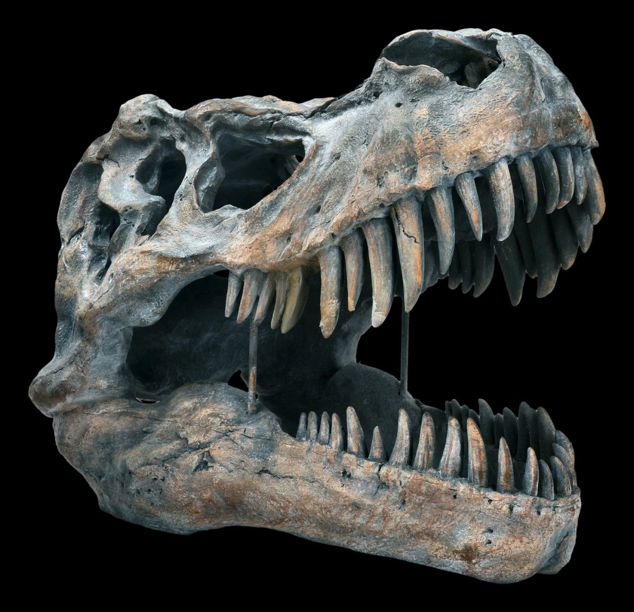 Totenkopf - Tyrannosaurus Rex - Groß 3 Totenkopf - Tyrannosaurus Rex - Groß
